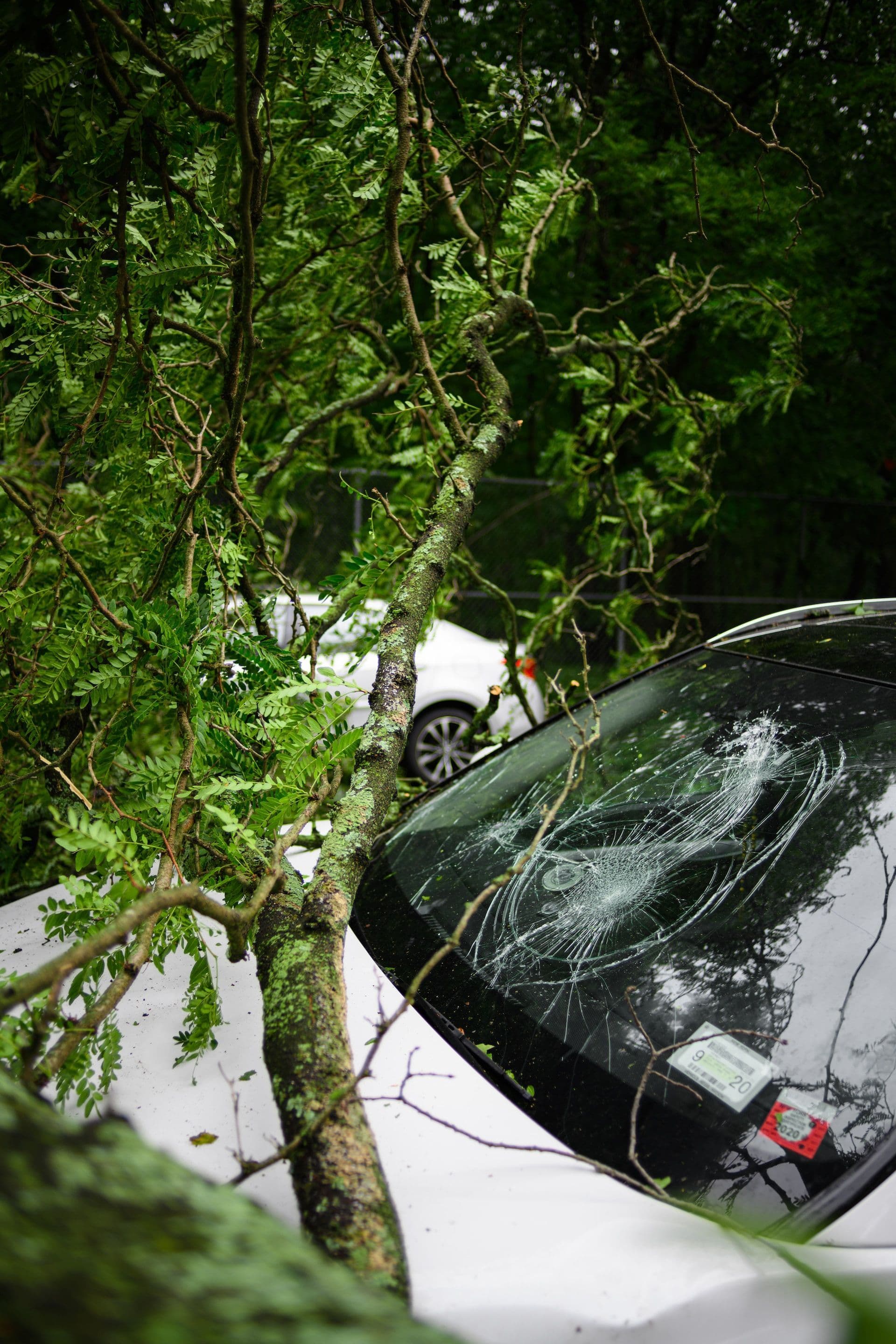 A car crashing into a tree.